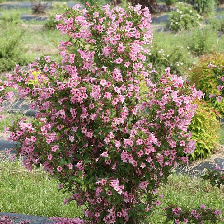 Best Shrubs for Hedging